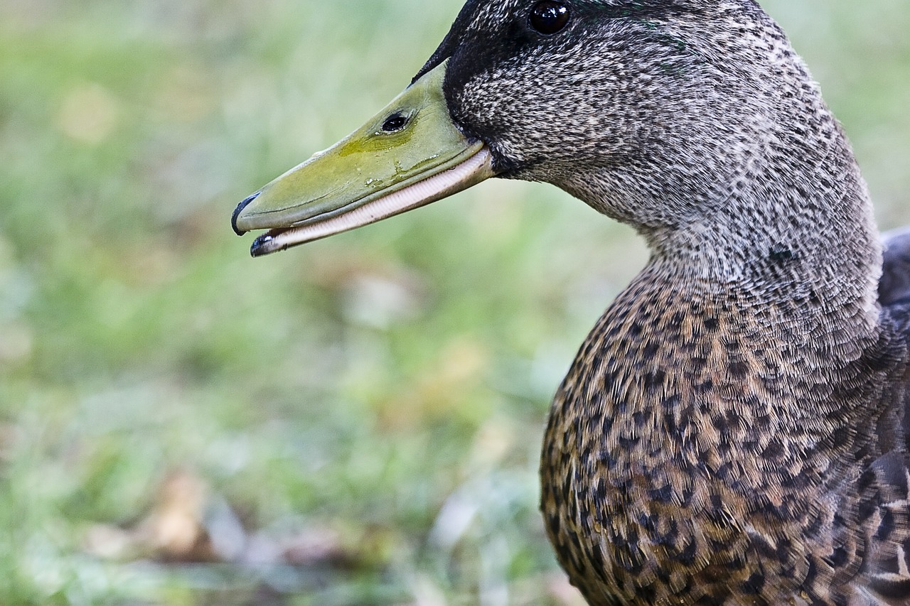 duck animal bird free photo