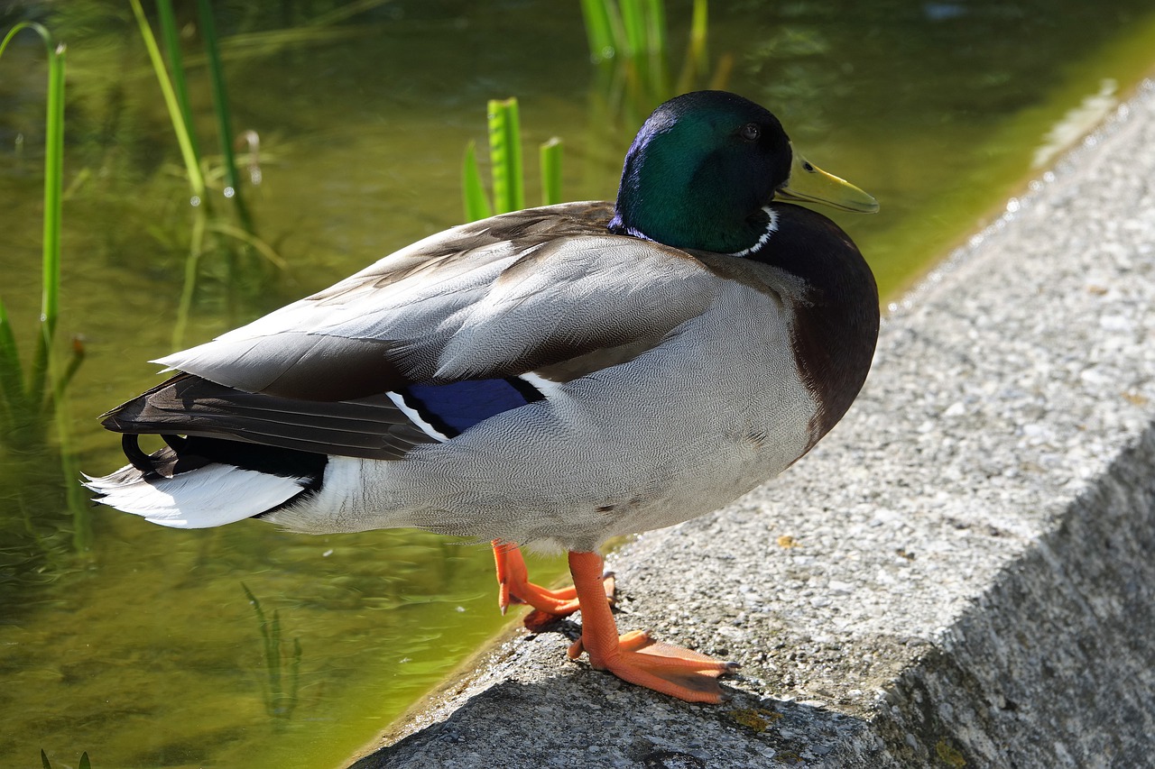 duck  drake  bird free photo