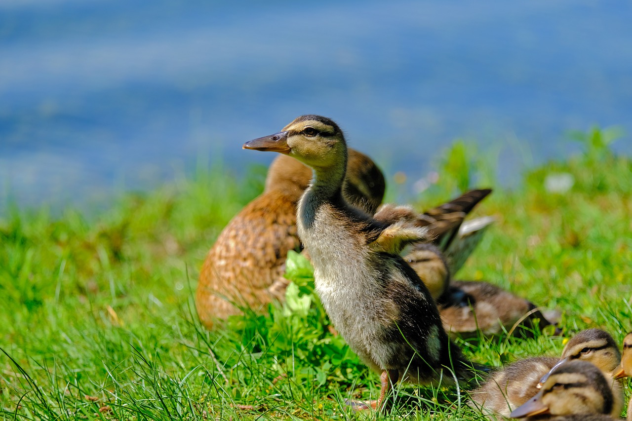 duck  young  animal free photo