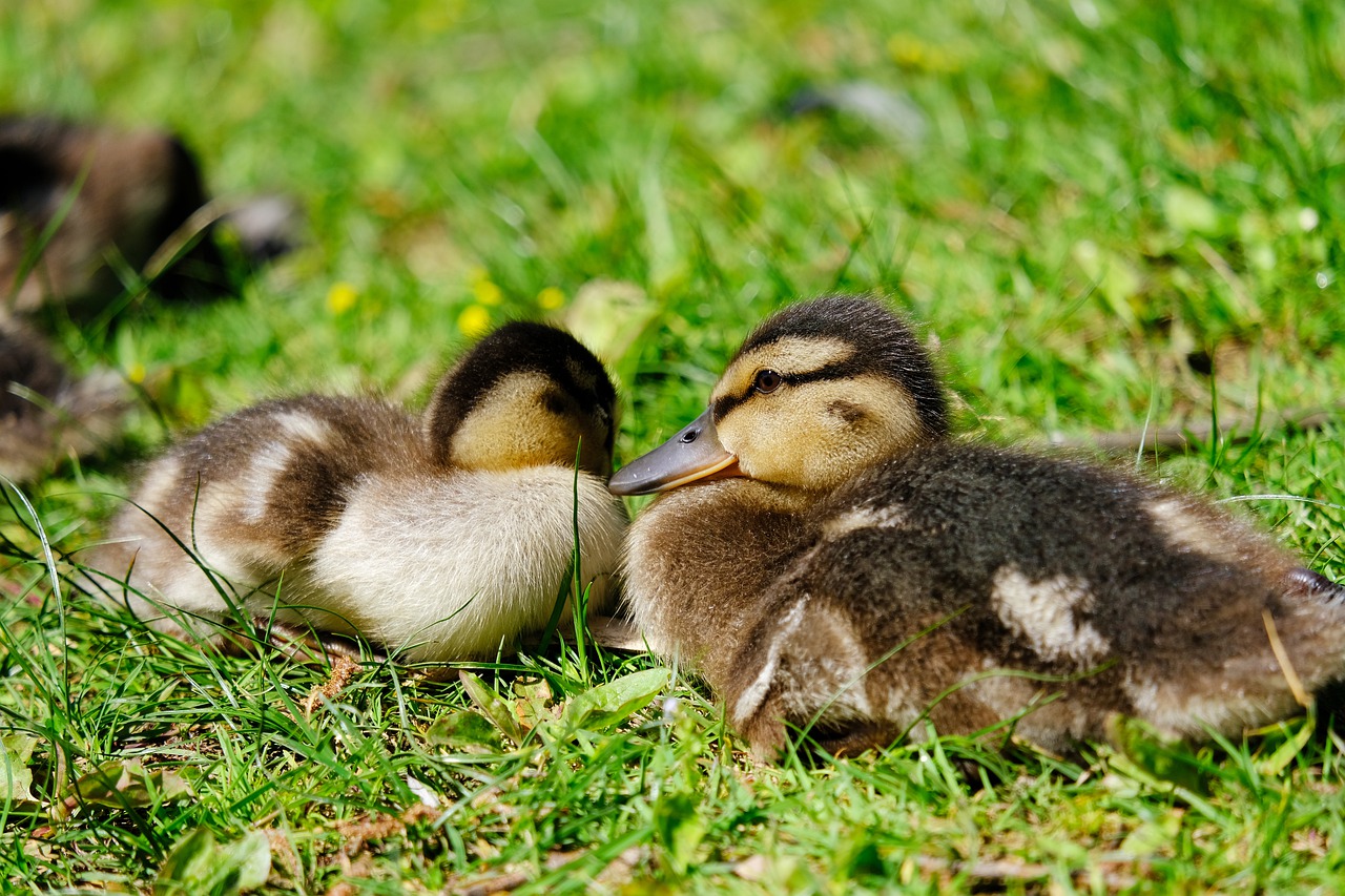 duck  ducks baby  animal free photo