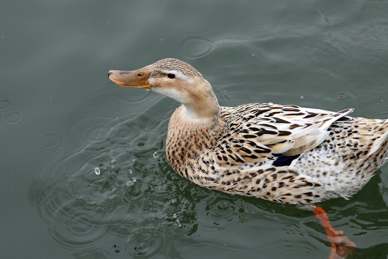 duck  swim  water free photo