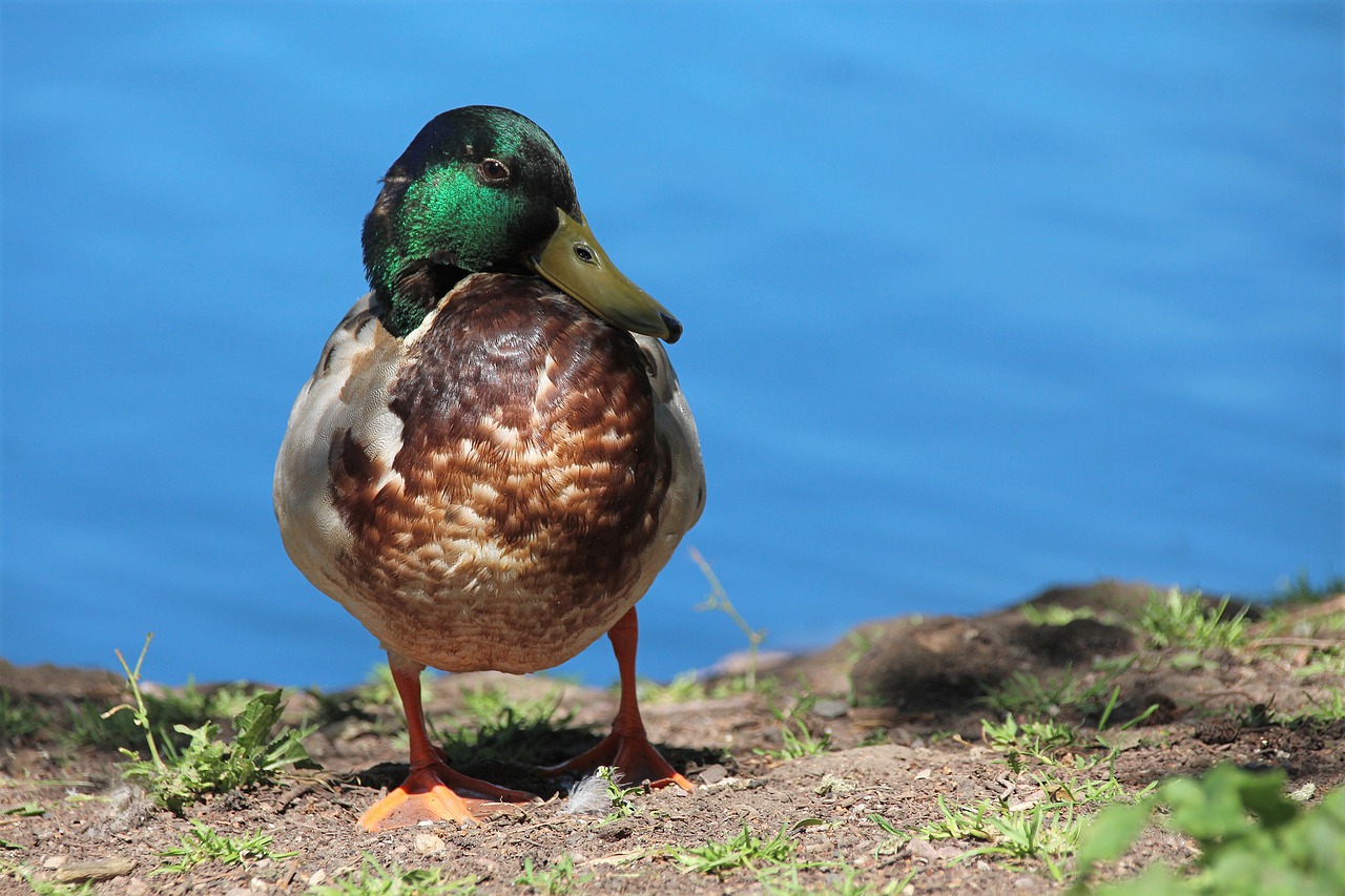 duck  plumage  water bird free photo