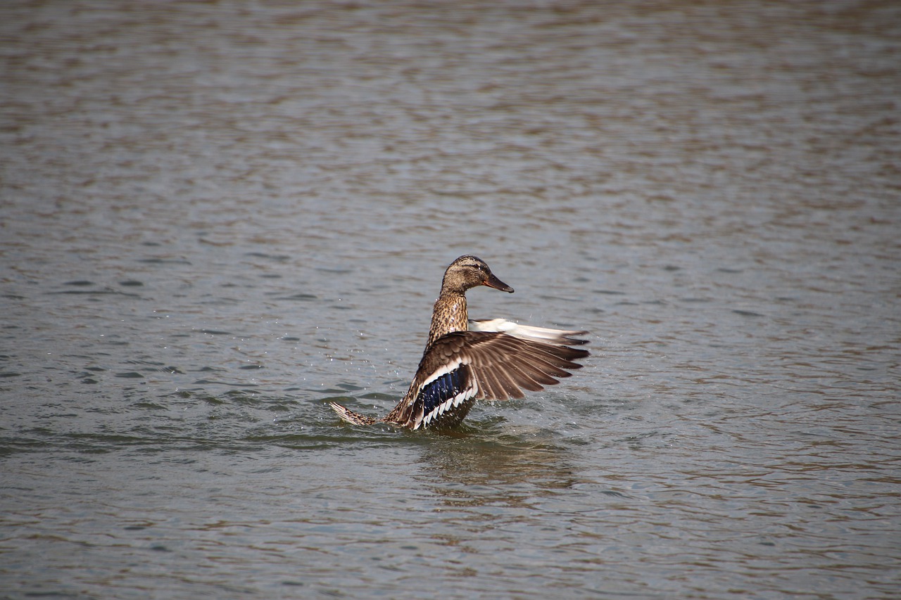 duck  ducks  waterfowls free photo