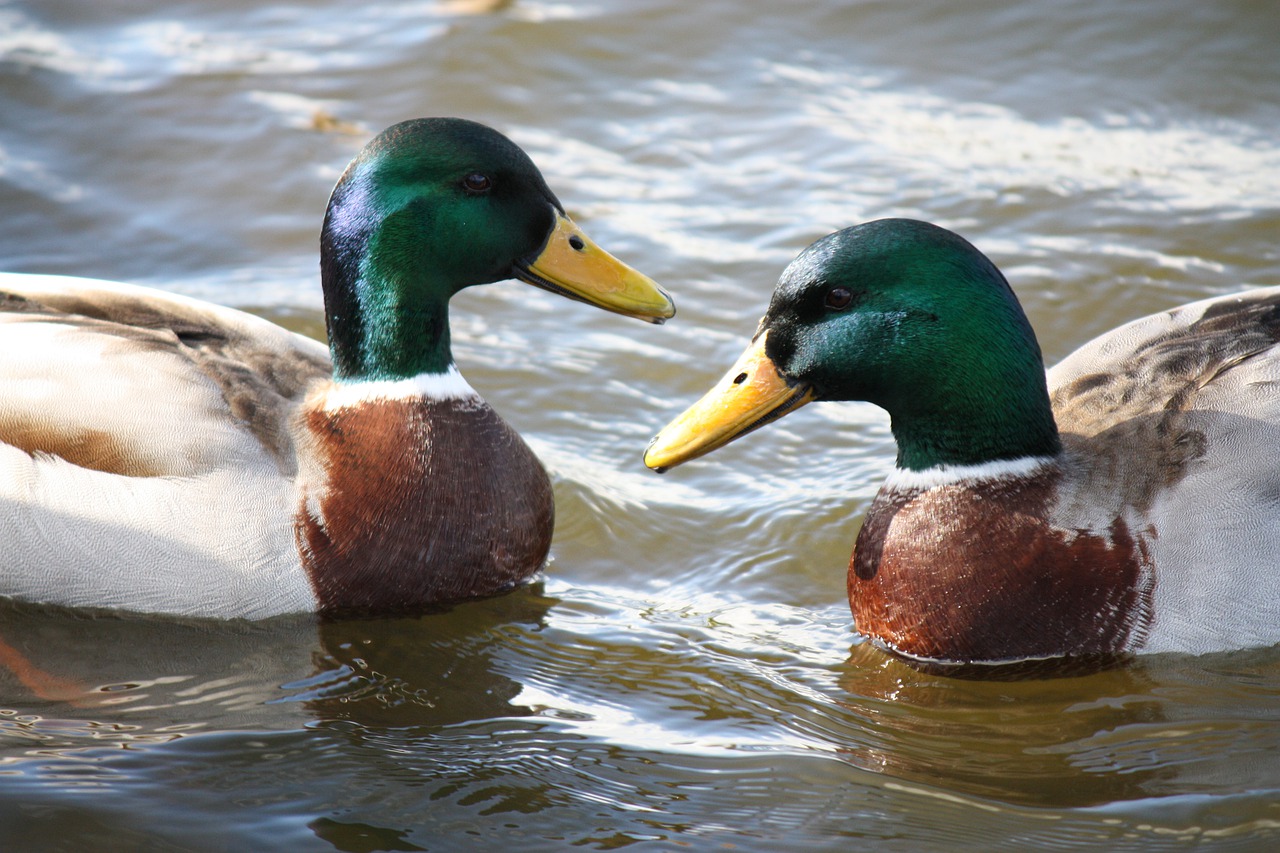 duck  mallard  animal free photo