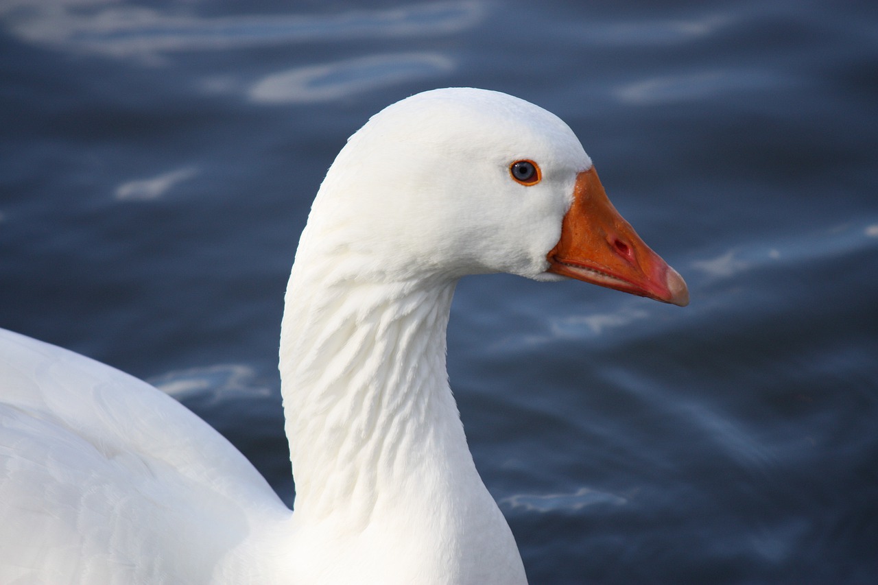 duck  bird  animal free photo