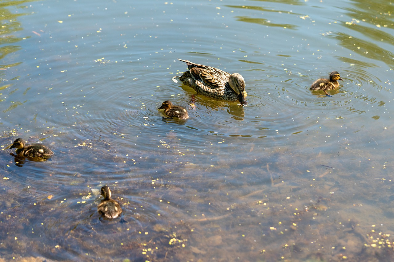 duck  ducklings  bird free photo