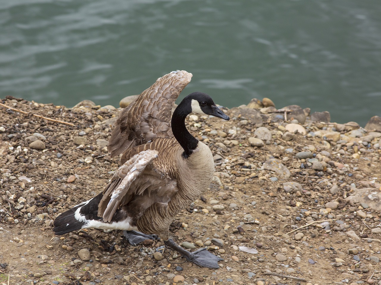 duck  bird  animal free photo