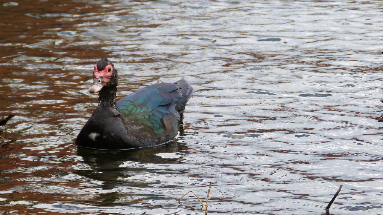 duck  lake  birds free photo