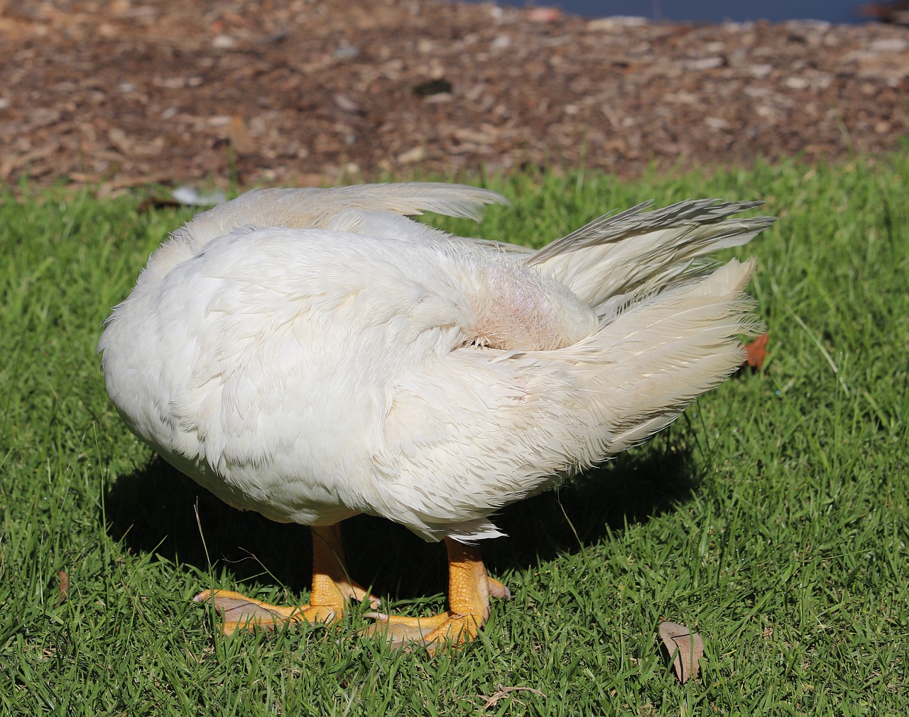 duck  bird  poultry free photo