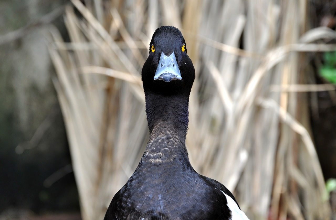 duck  mallard  ave free photo