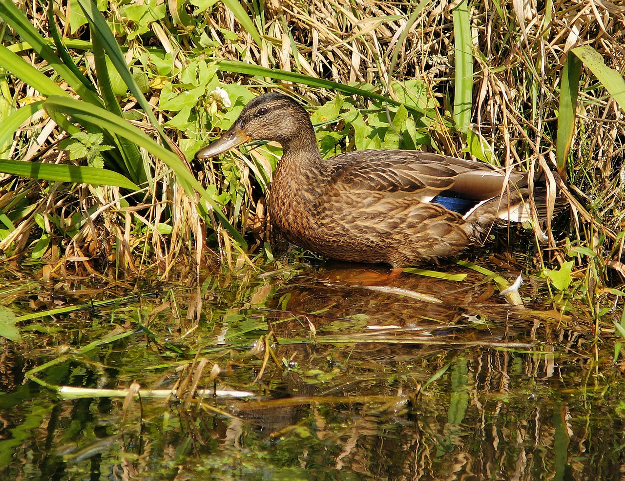 duck female bird free photo