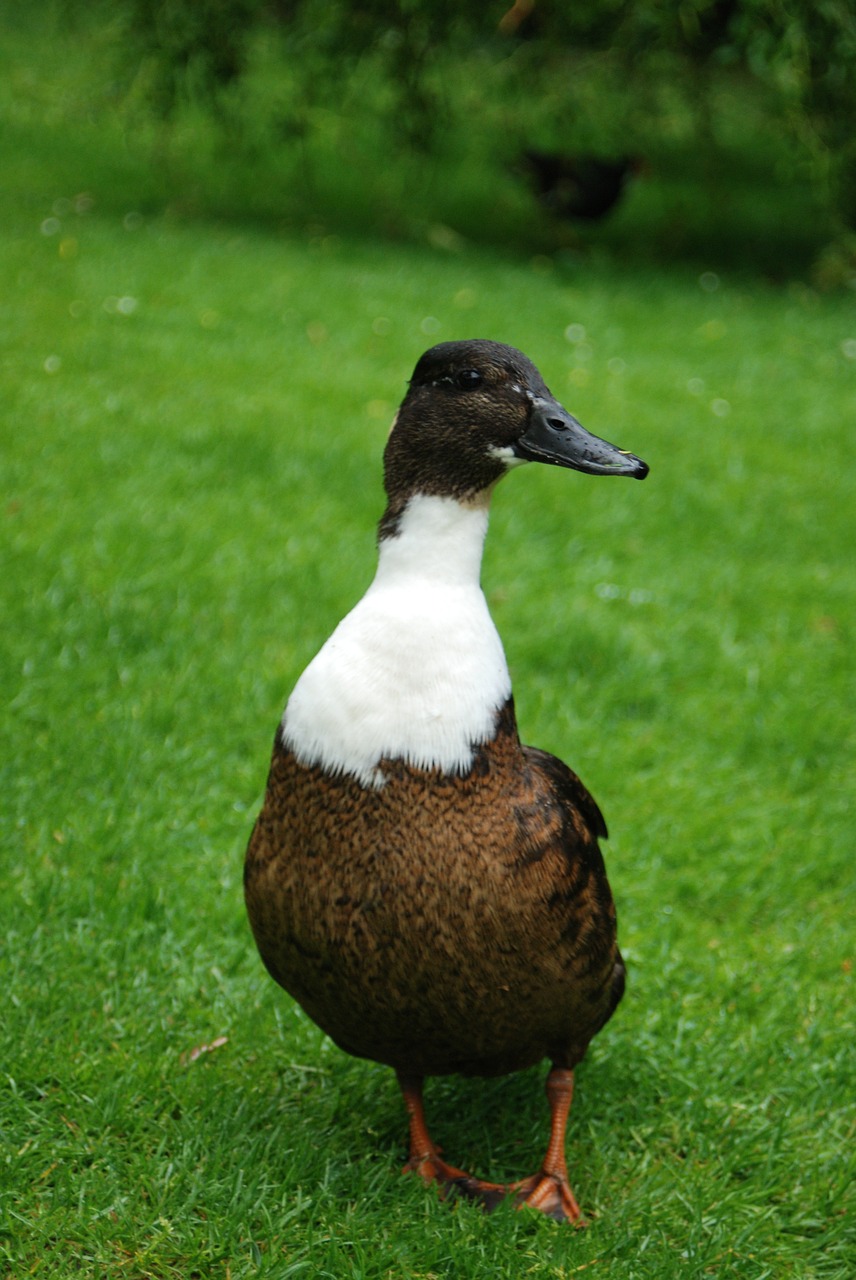 duck park animal free photo