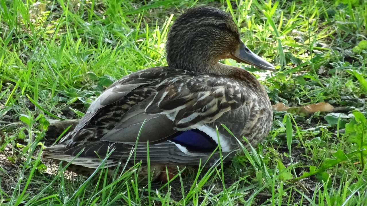 duck  bird  lake free photo