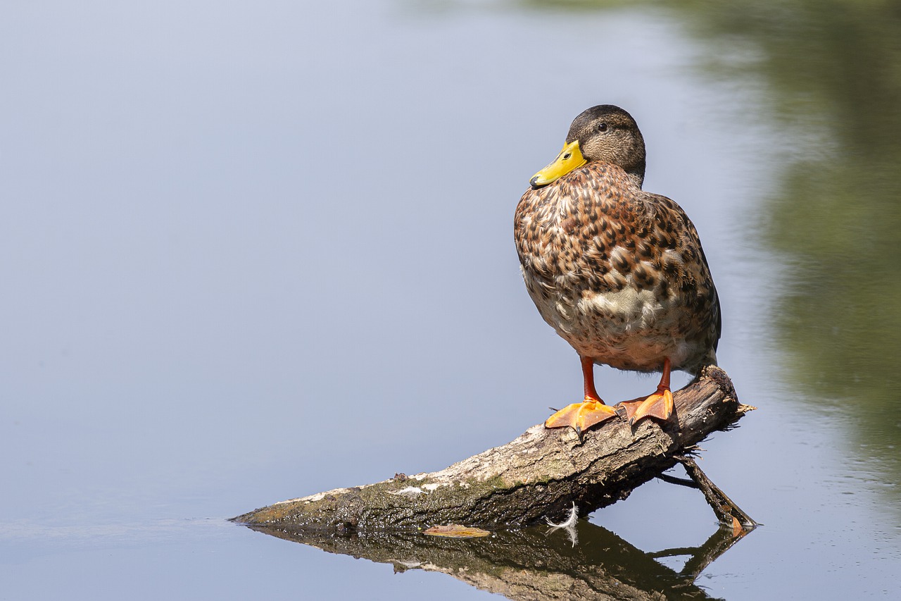 duck  water  river free photo