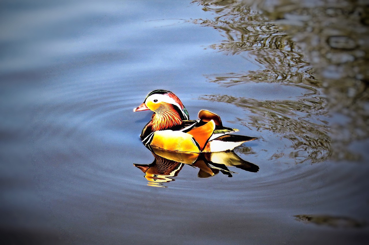 duck  mandarin ducks  water bird free photo