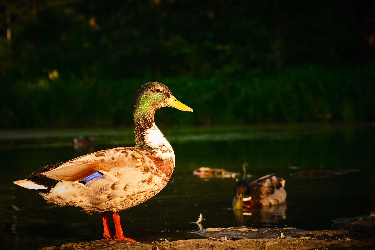 duck  lakeside  pond free photo