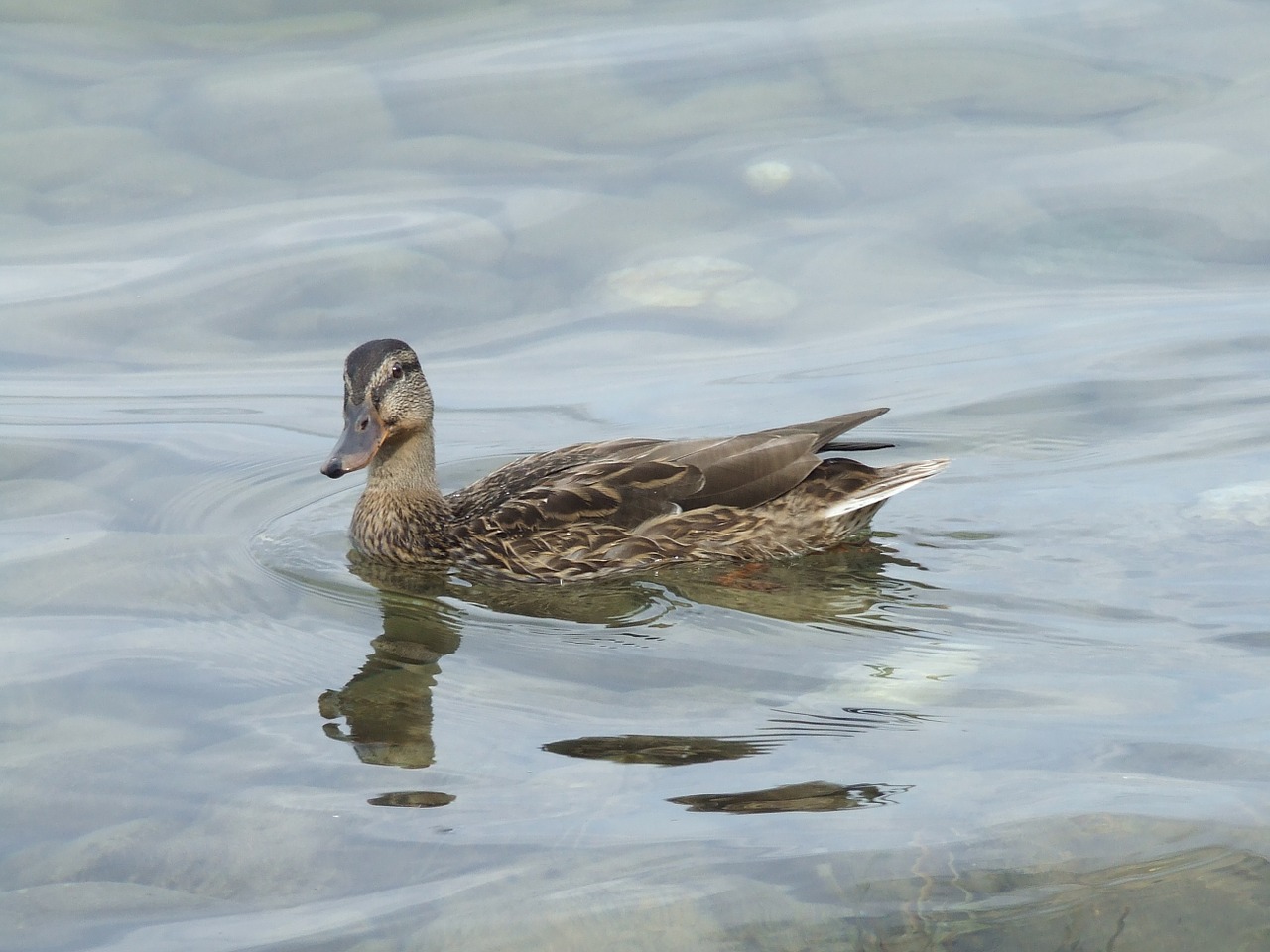 duck water bird duck bird free photo