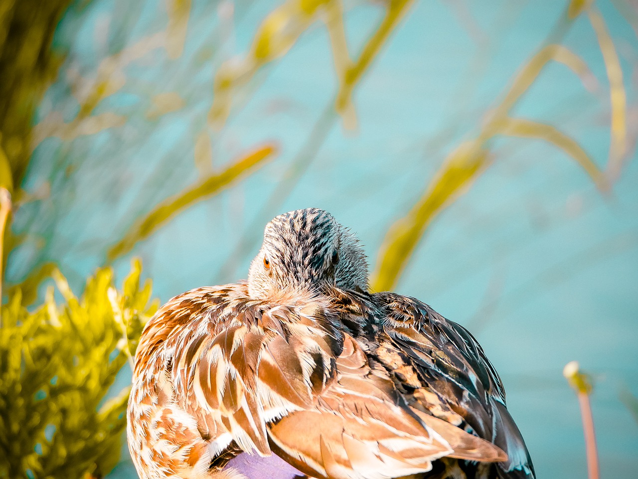 duck  sun  reflection free photo