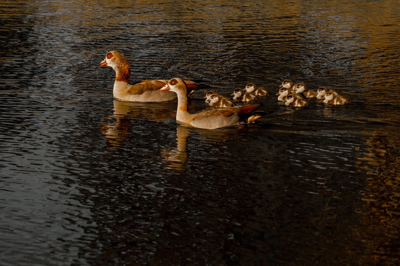 duck  pond  lake free photo