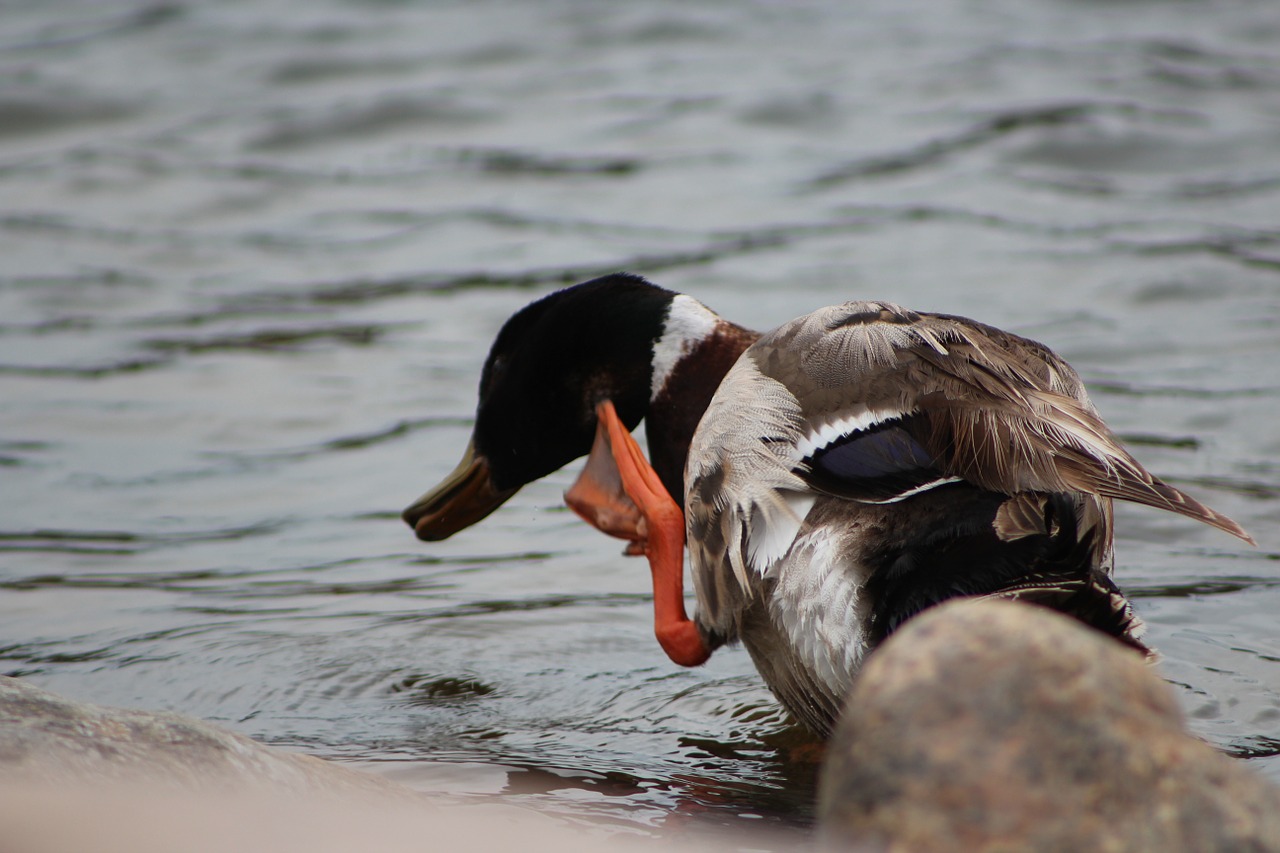 duck mallard waterfowl free photo