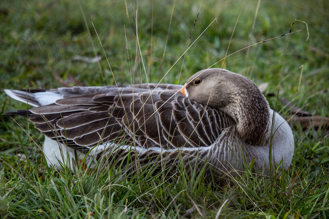 duck  goose  animal free photo