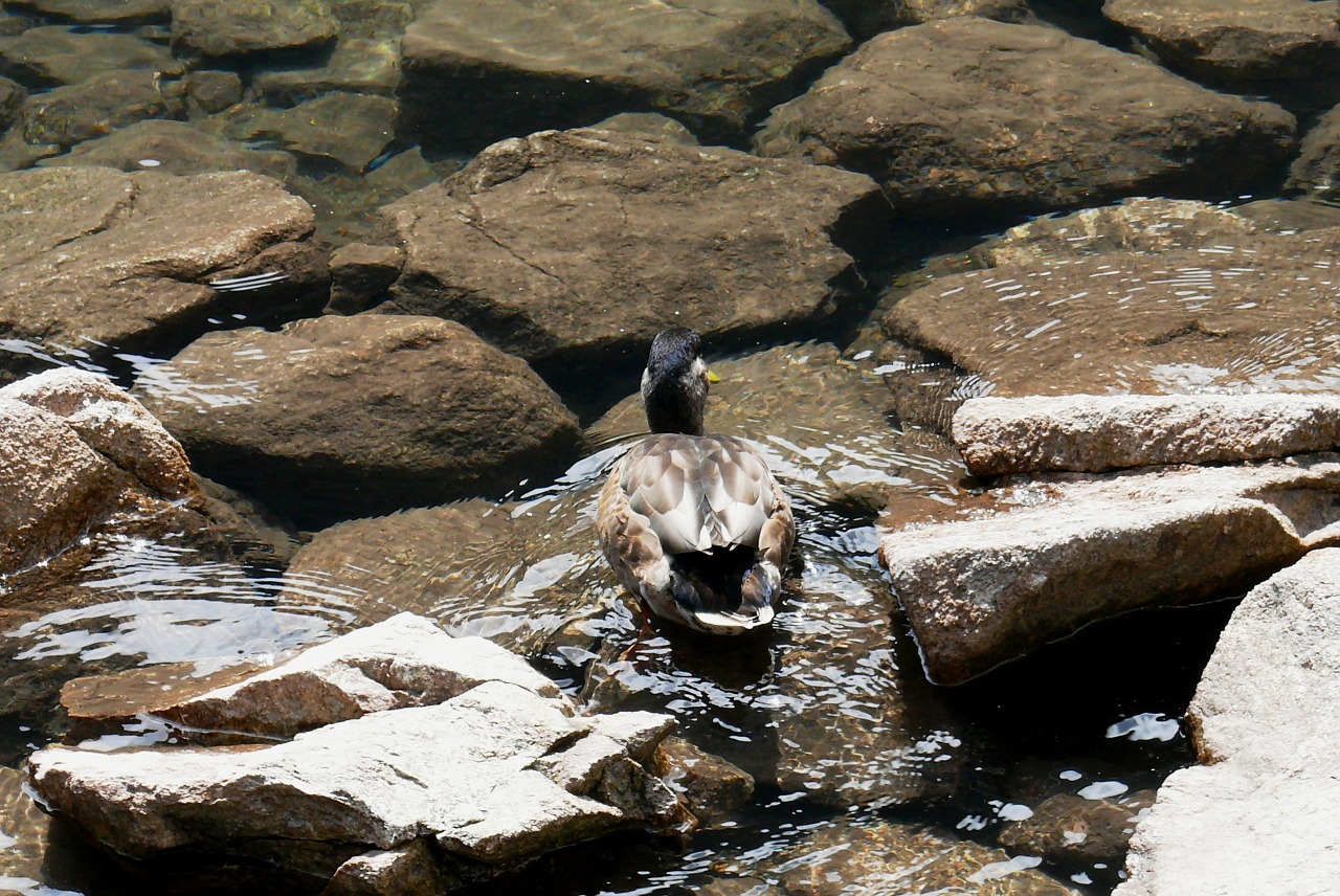 duck nature polish tatras free photo