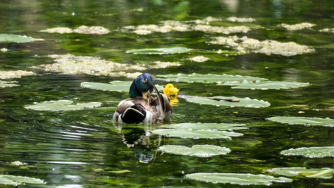 duck  drake  nuphar lutea free photo