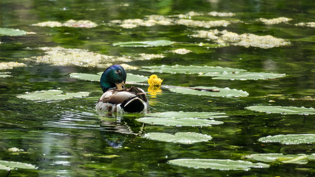 duck  drake  nuphar lutea free photo