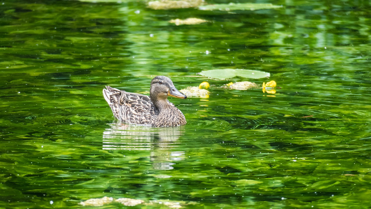 duck  nuphar lutea  swim free photo