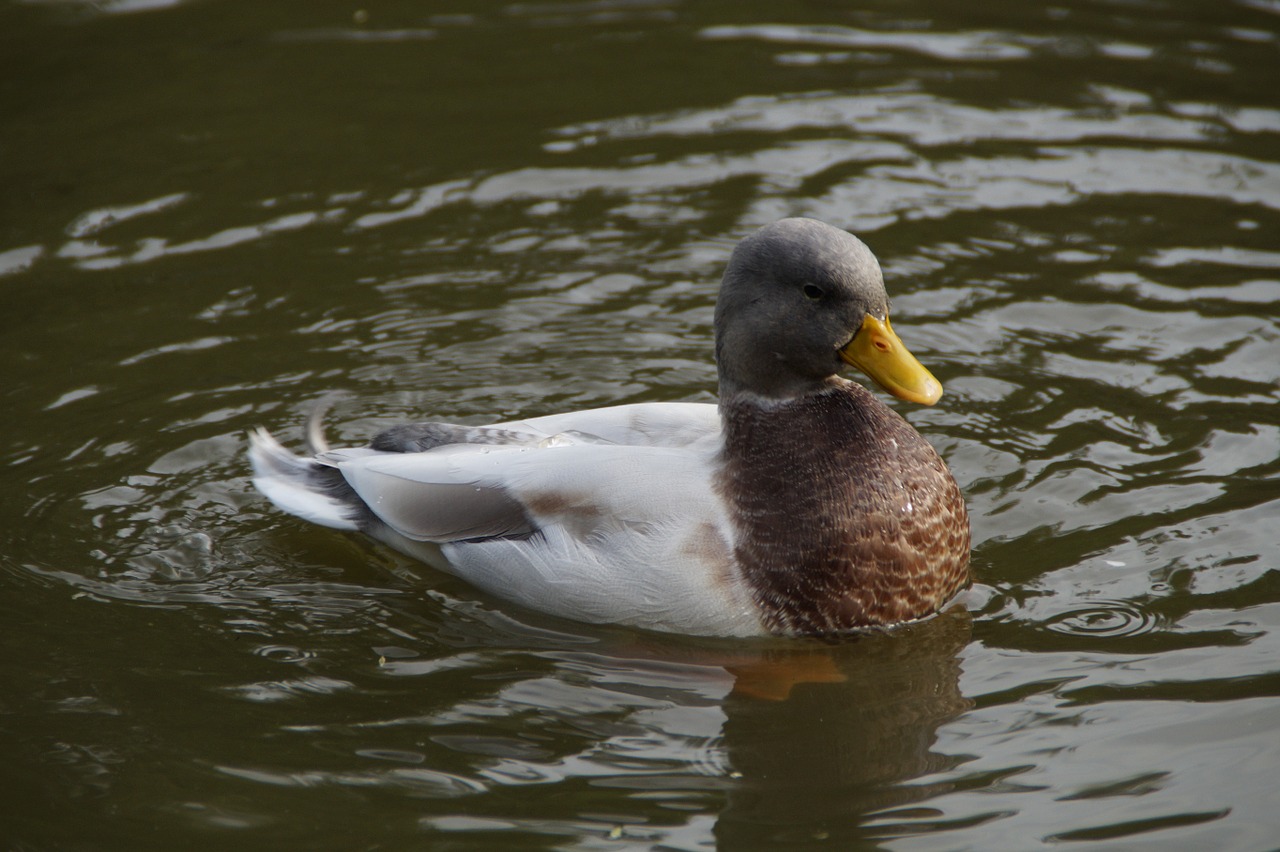 duck drake swim free photo