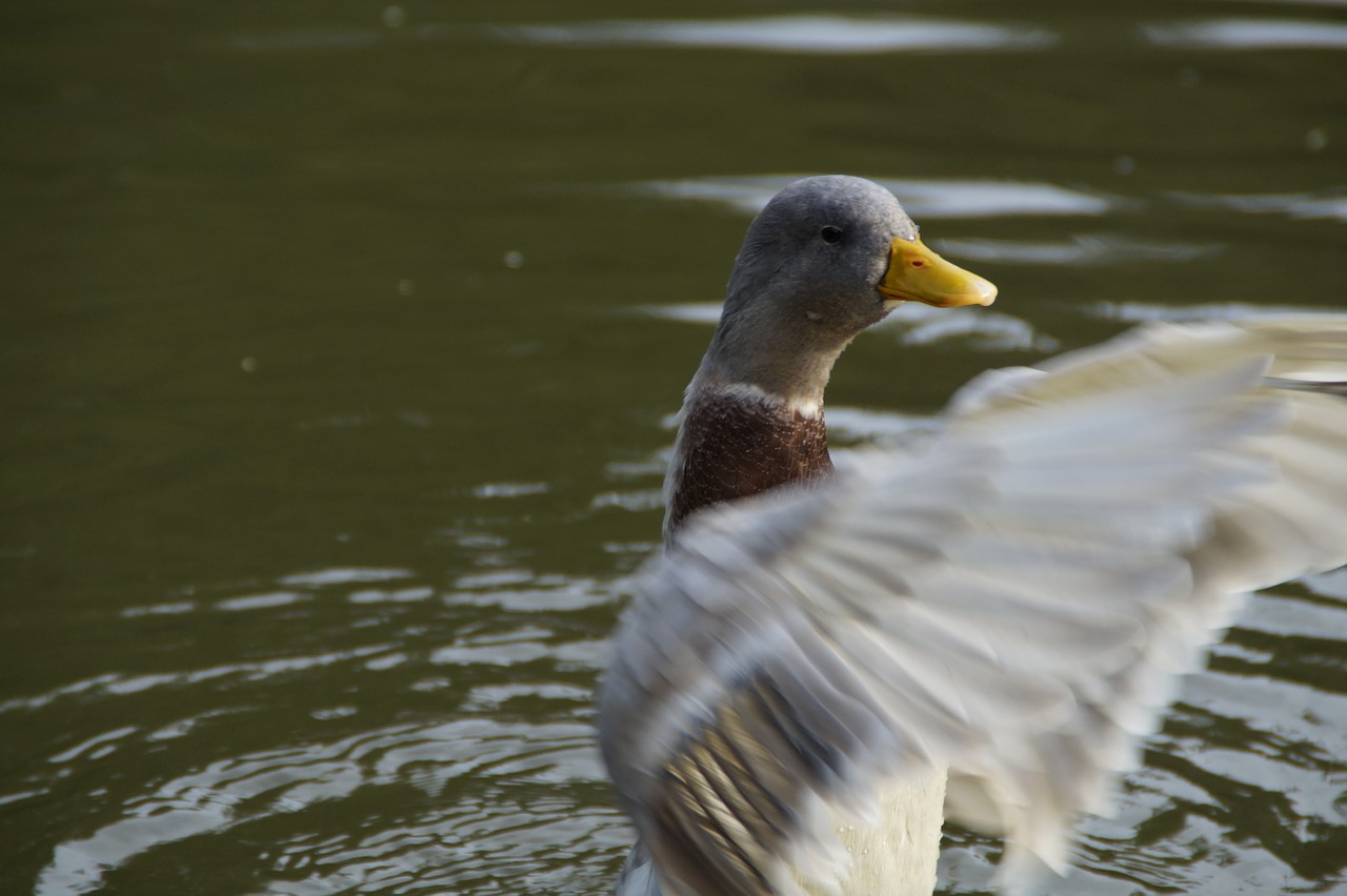 duck flutter wing-beat free photo
