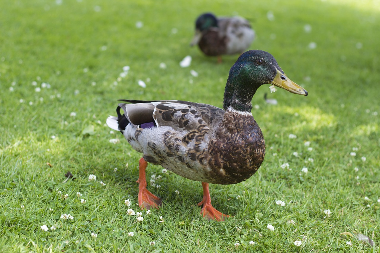 duck mallard male free photo