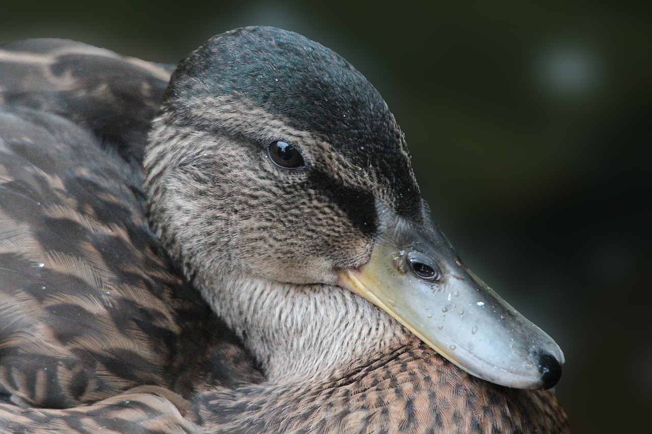 duck mallard bird free photo