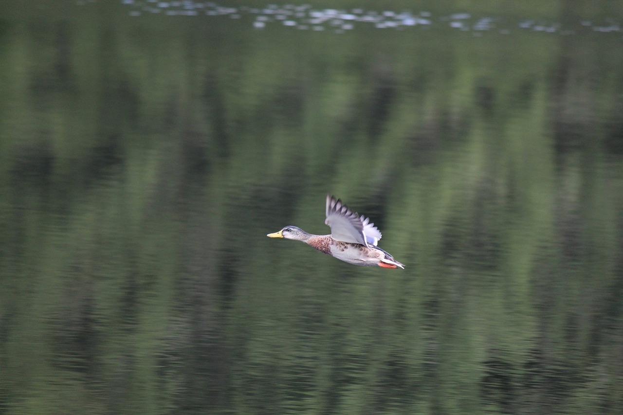 duck flight fly free photo