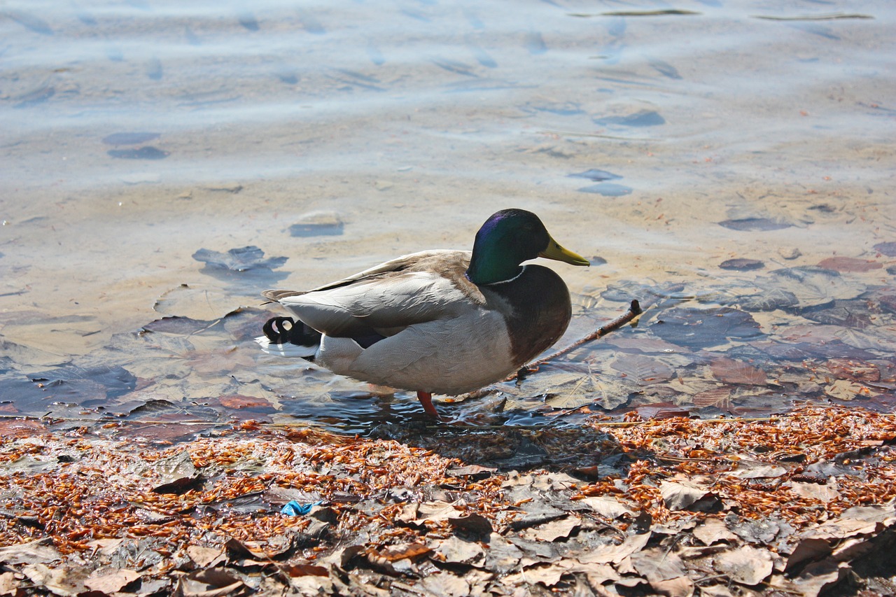 duck animal lake free photo