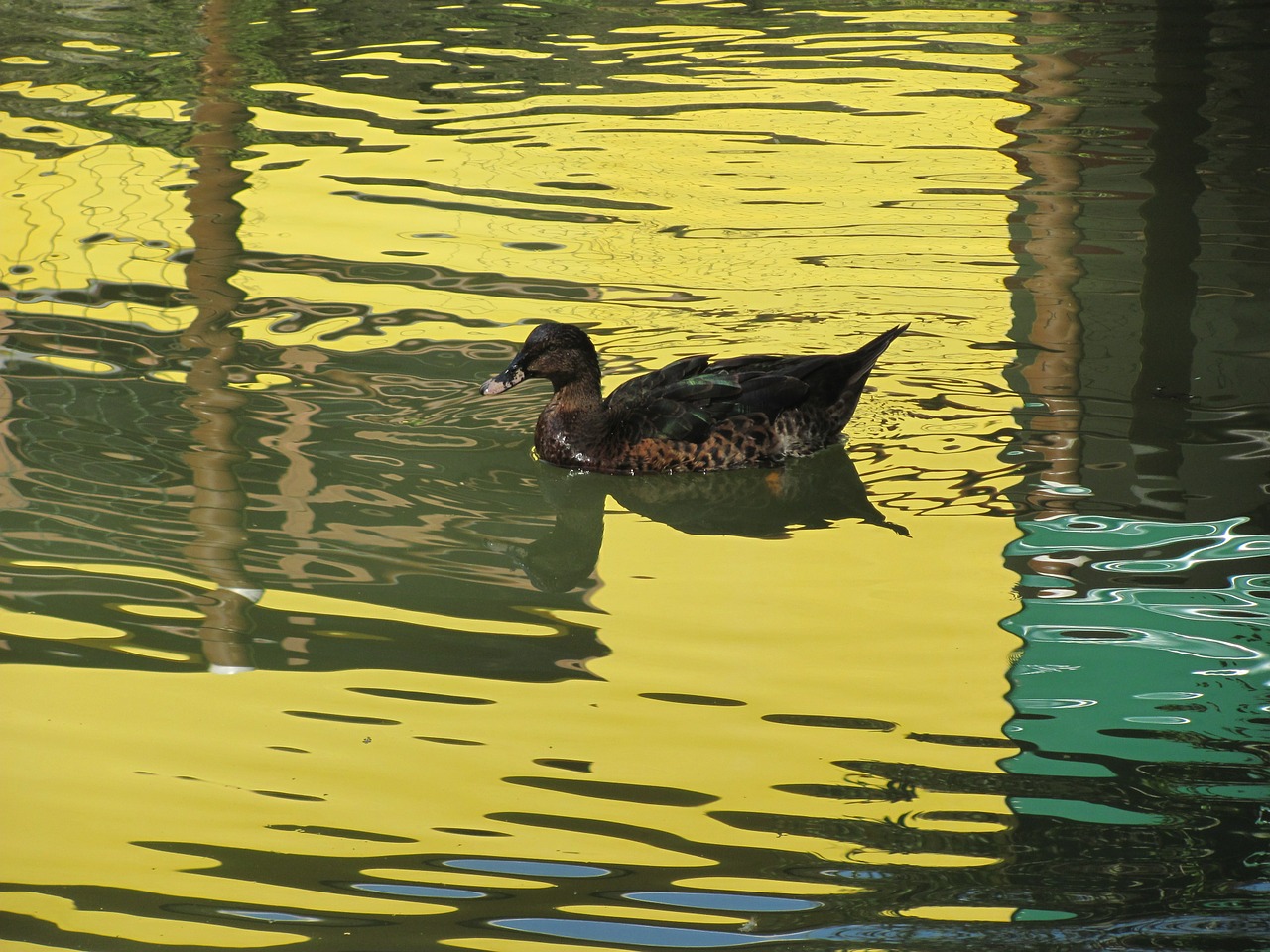 duck nature lake free photo