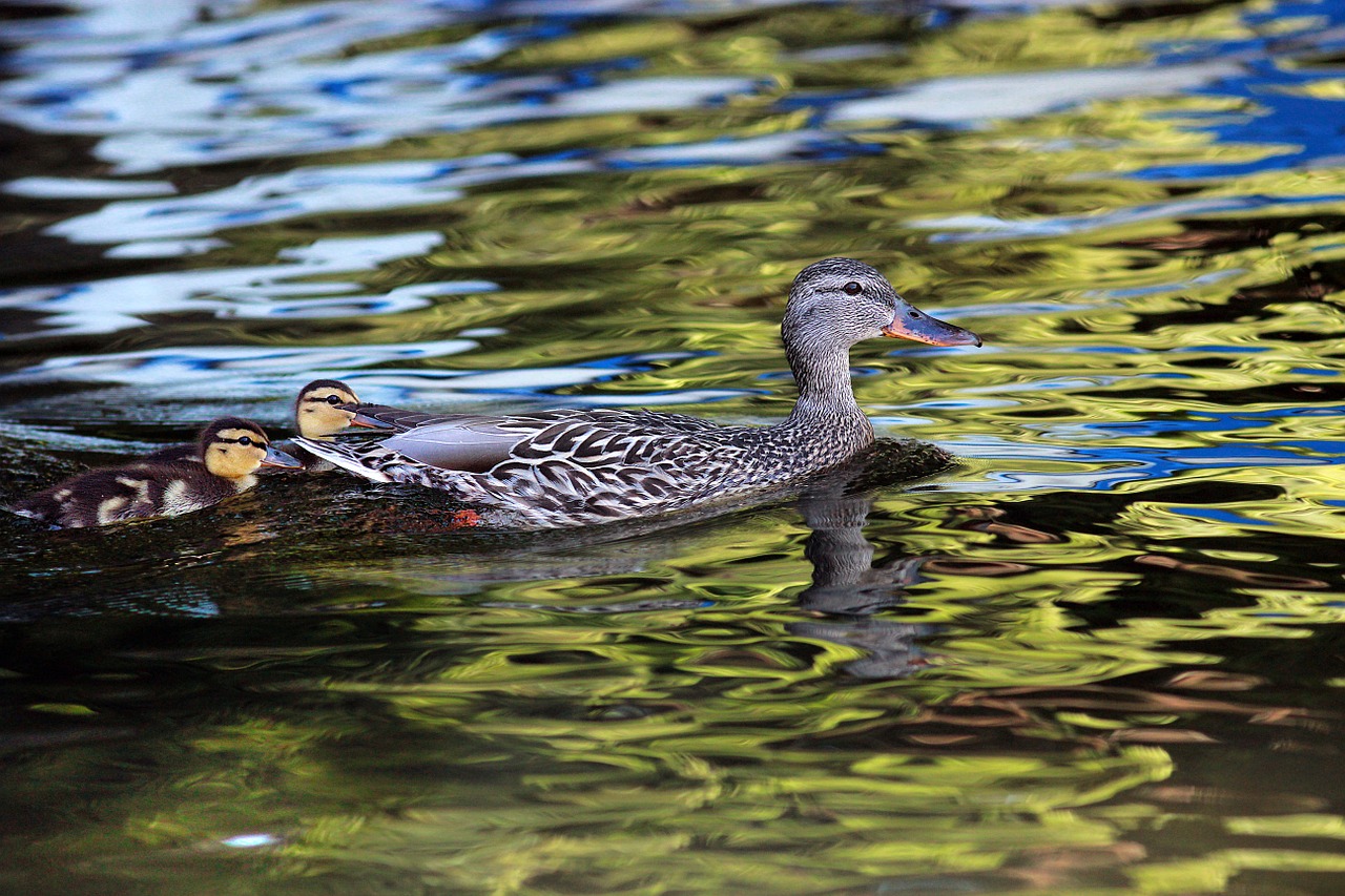 duck ducklings lake free photo