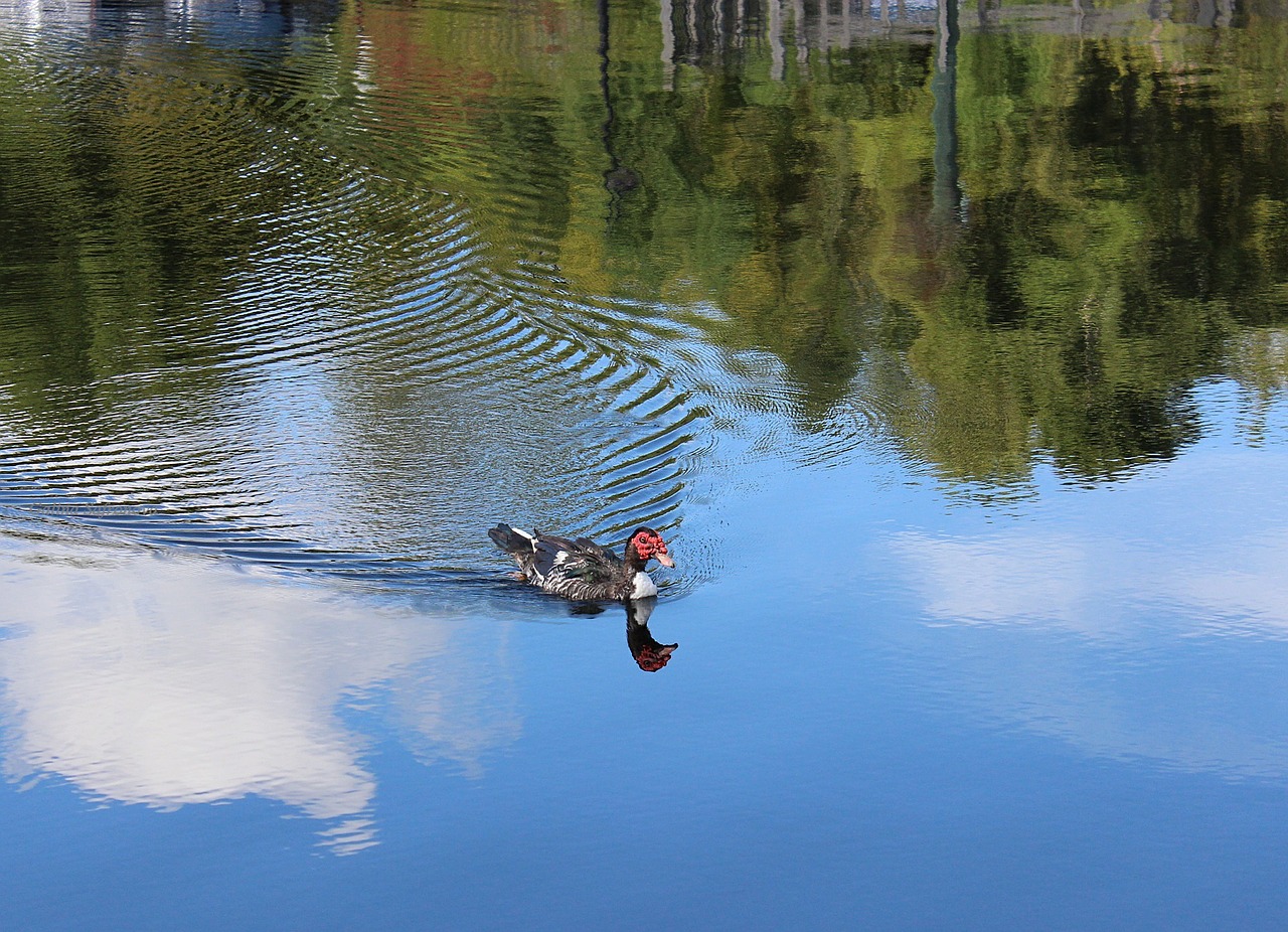 duck bird nature free photo