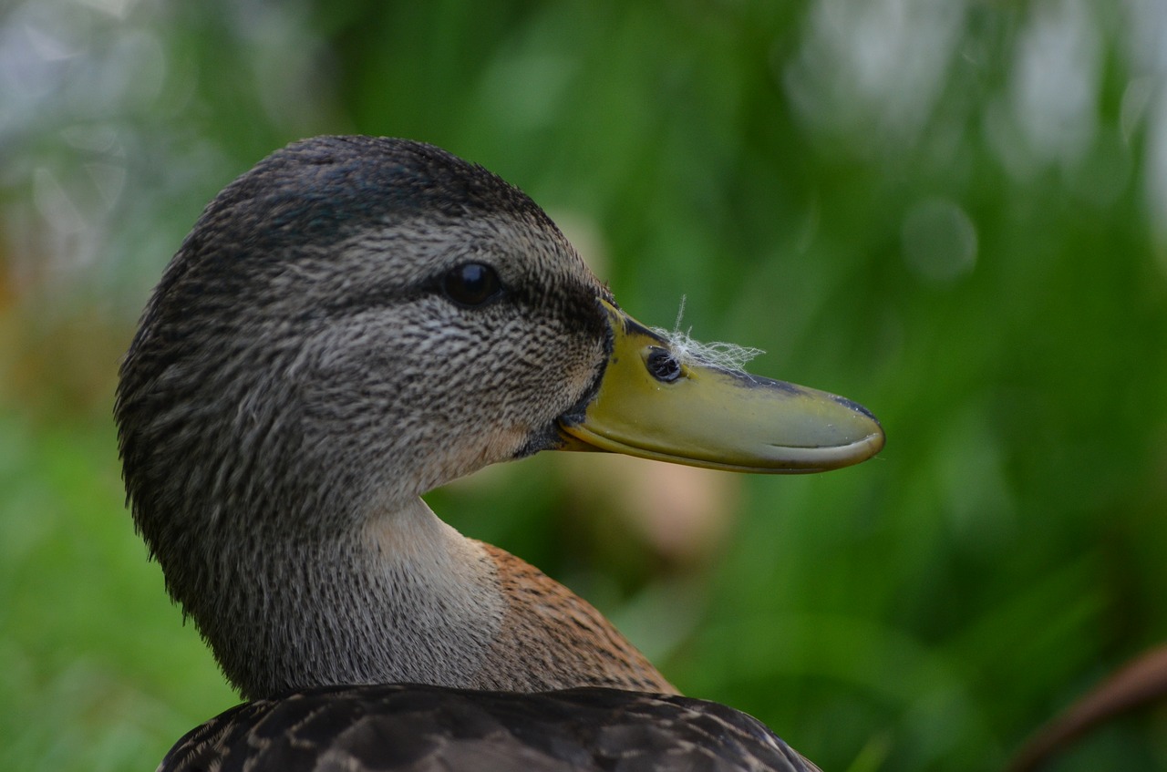 duck water bird bird free photo