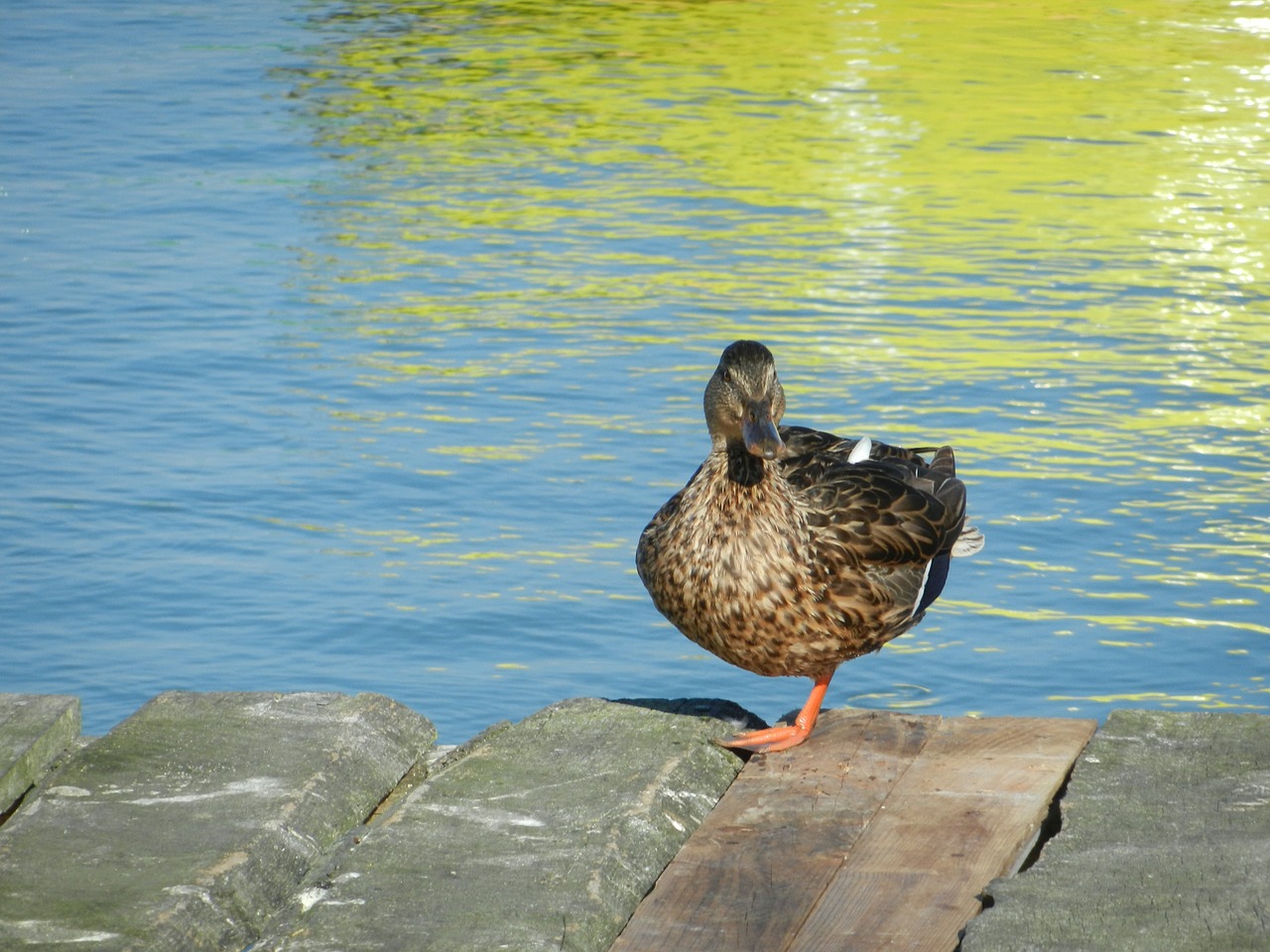 duck water pond free photo