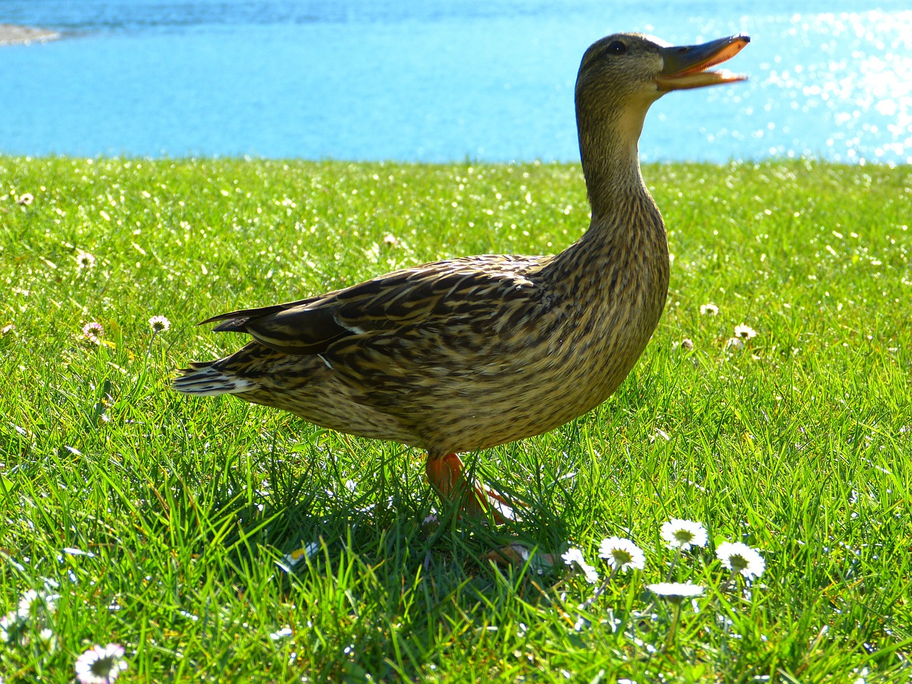 duck mallard croaking free photo