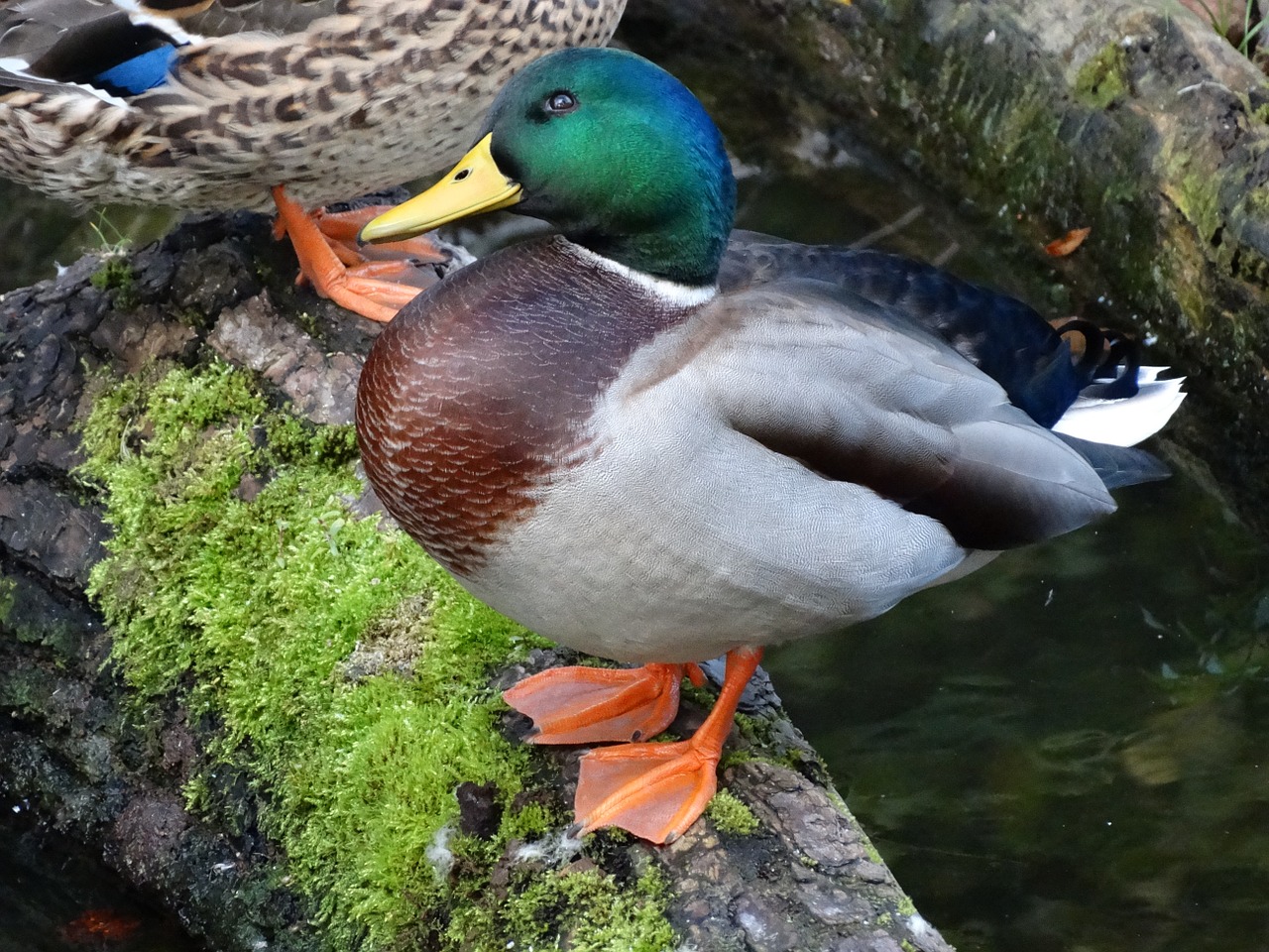 duck mallard tree trunk free photo