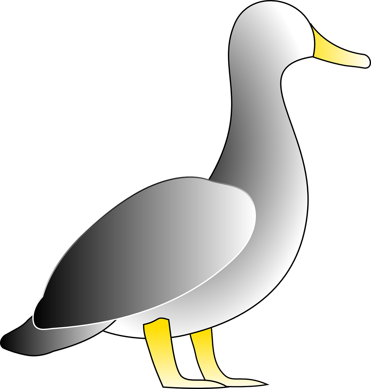 duck bird white free photo