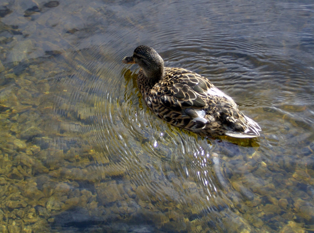 duck nature water free photo