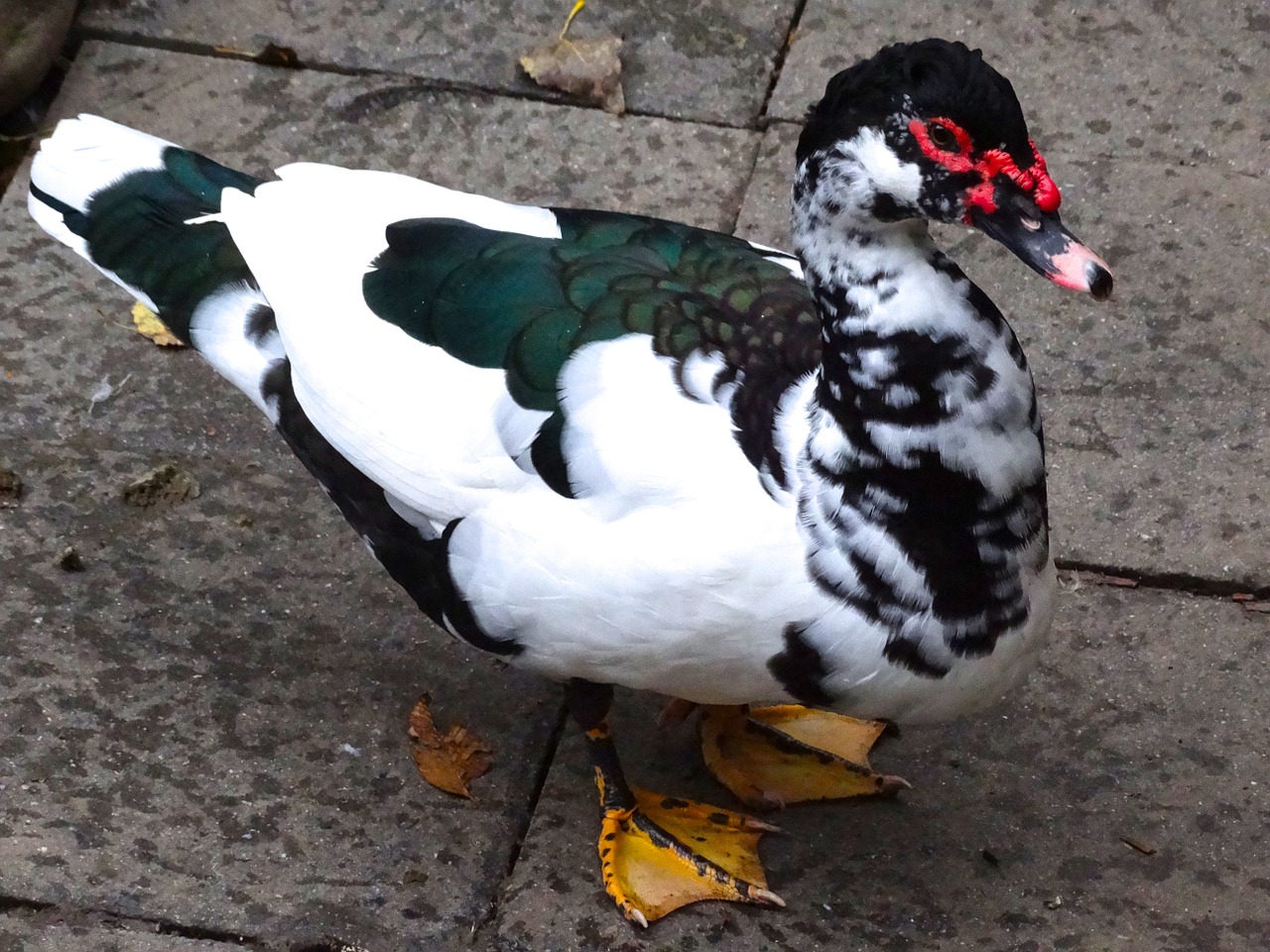 duck water duck nature free photo