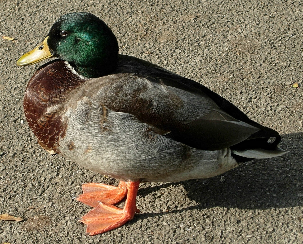 duck bird nature free photo