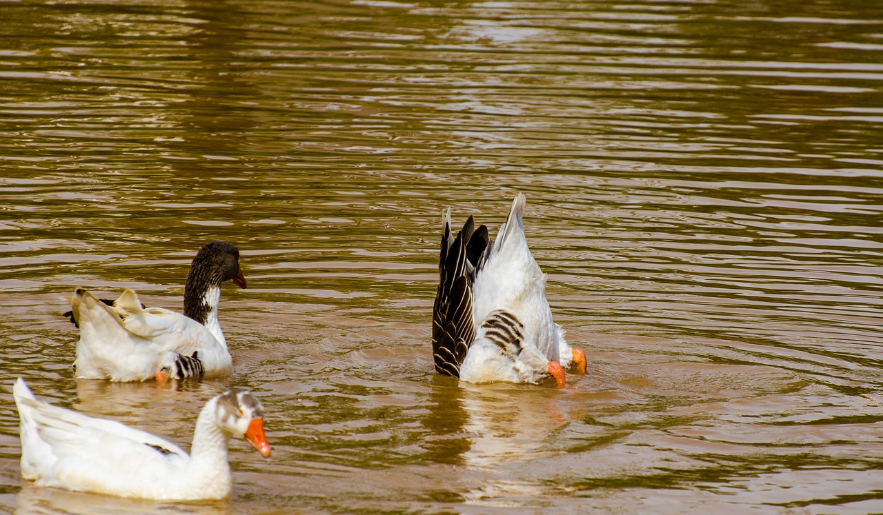 duck bird water free photo