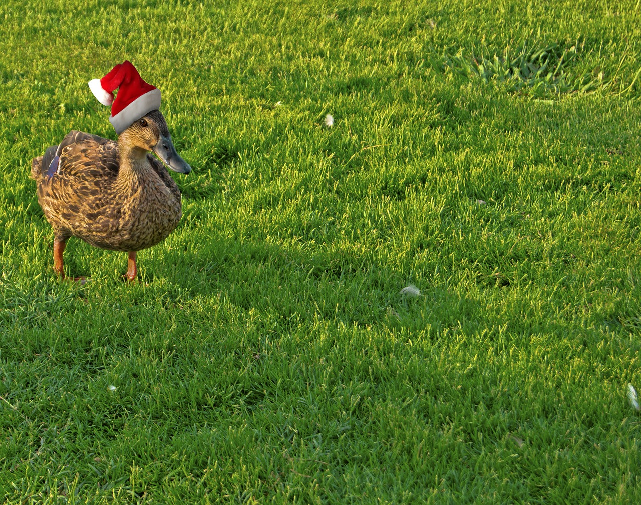 duck holiday christmas free photo