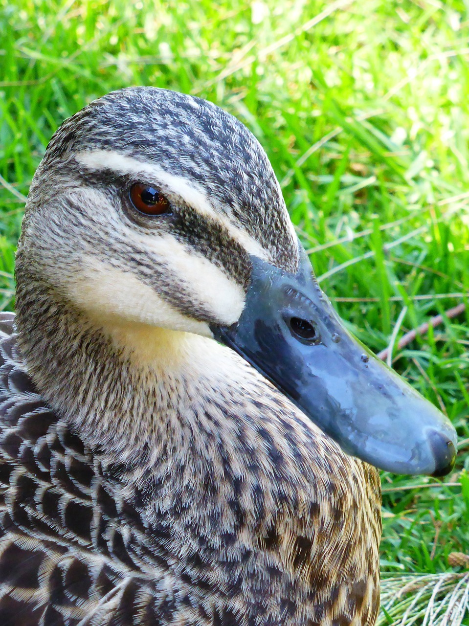 duck mallard female free photo