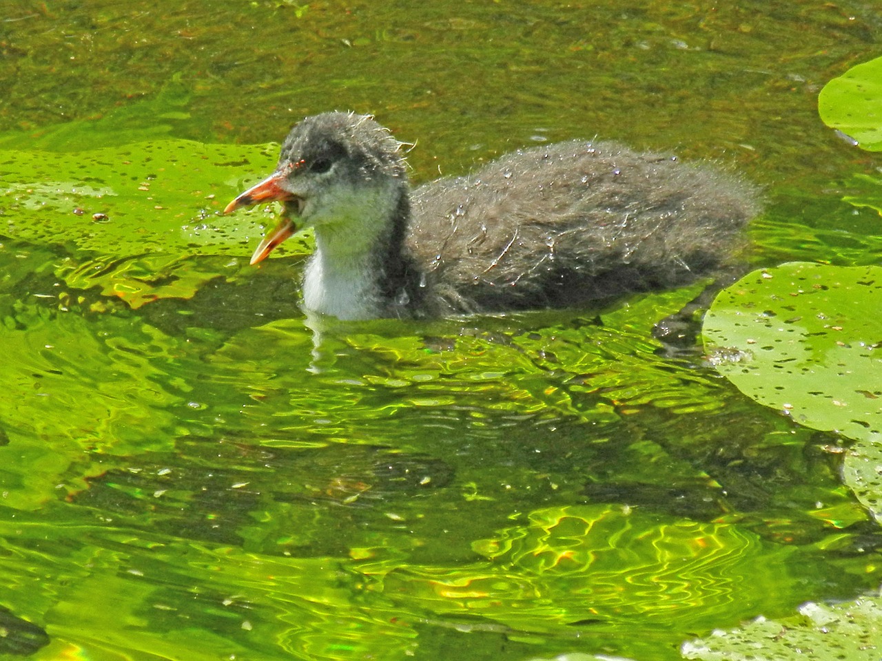 duck lake water free photo